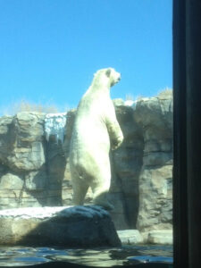 KC Zoo Polar Bear